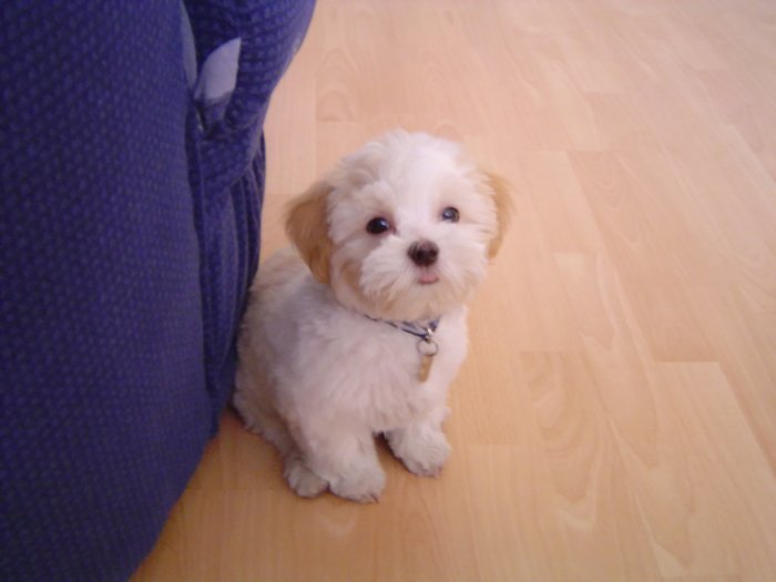 13_4_2007_16-32-01_Teddy.jpg