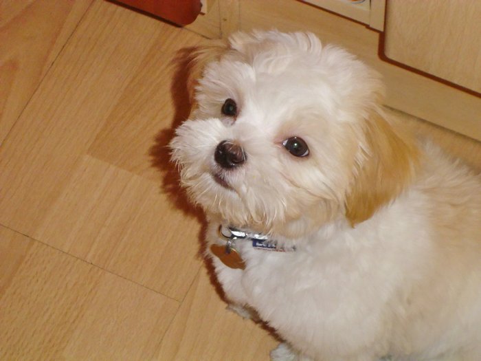 13_4_2007_16-35-02_Teddy.jpg