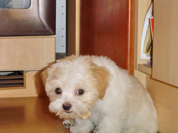 13_4_2007_16-37-29_Teddy.jpg