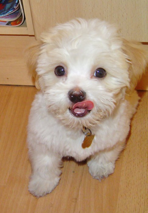 13_4_2007_16-38-42_Teddy.jpg