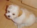 13_4_2007_16-35-19_Teddy.jpg